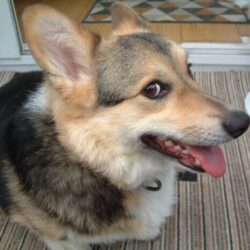 The Utterly Amazing Yoda